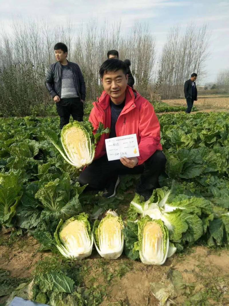 优质大白菜种子黄中黄橘红彩色大白菜结球紧实叶球整齐