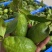 香水柠檬级果广东香水柠檬果园直发批发产地直发冷链快递物流