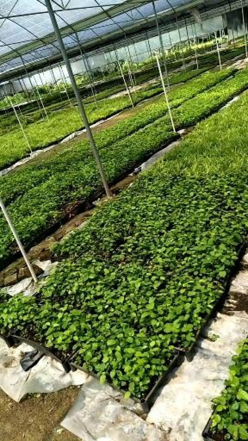 袖珍椰子树苗袖珍椰子种苗矮椰子苗室内观叶花卉绿植