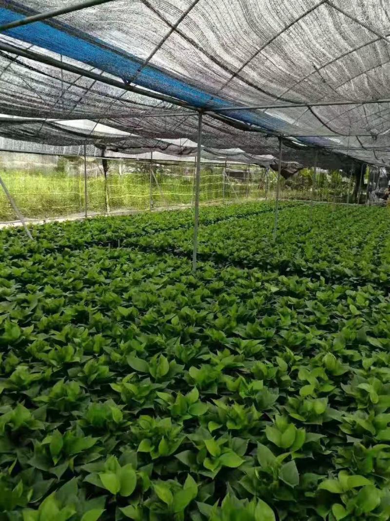 袖珍椰子树苗袖珍椰子种苗矮椰子苗室内观叶花卉绿植