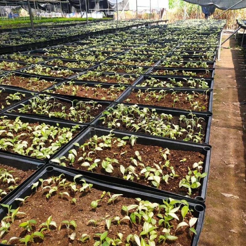 袖珍椰子树苗袖珍椰子种苗矮椰子苗室内观叶花卉绿植