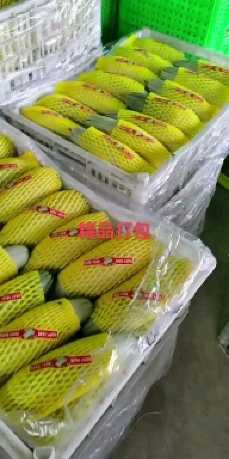 博洋甜瓜博洋61产地直发大量有货质量口感好品种齐全