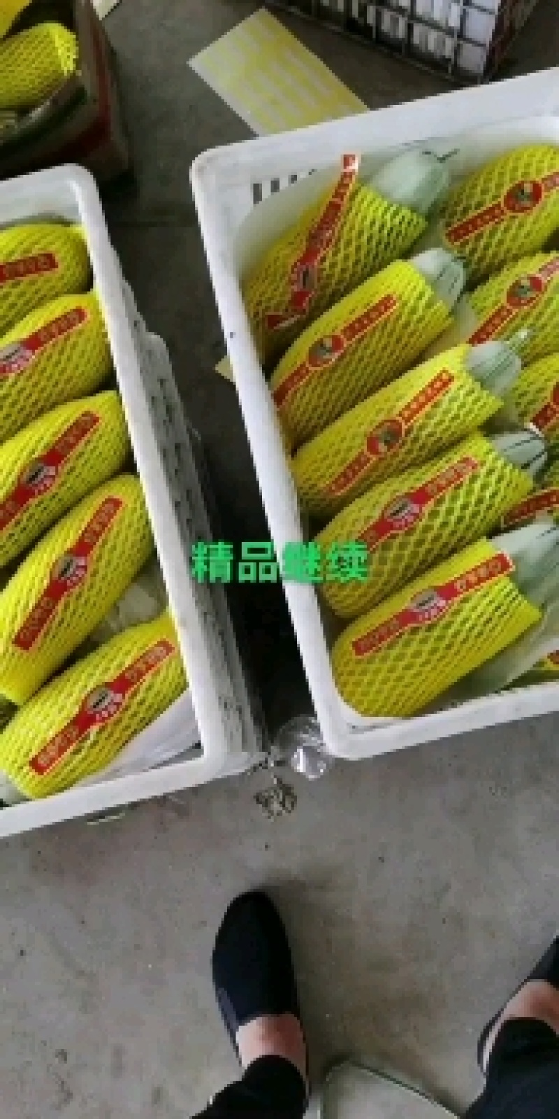 博洋甜瓜博洋61产地直发大量有货质量口感好品种齐全