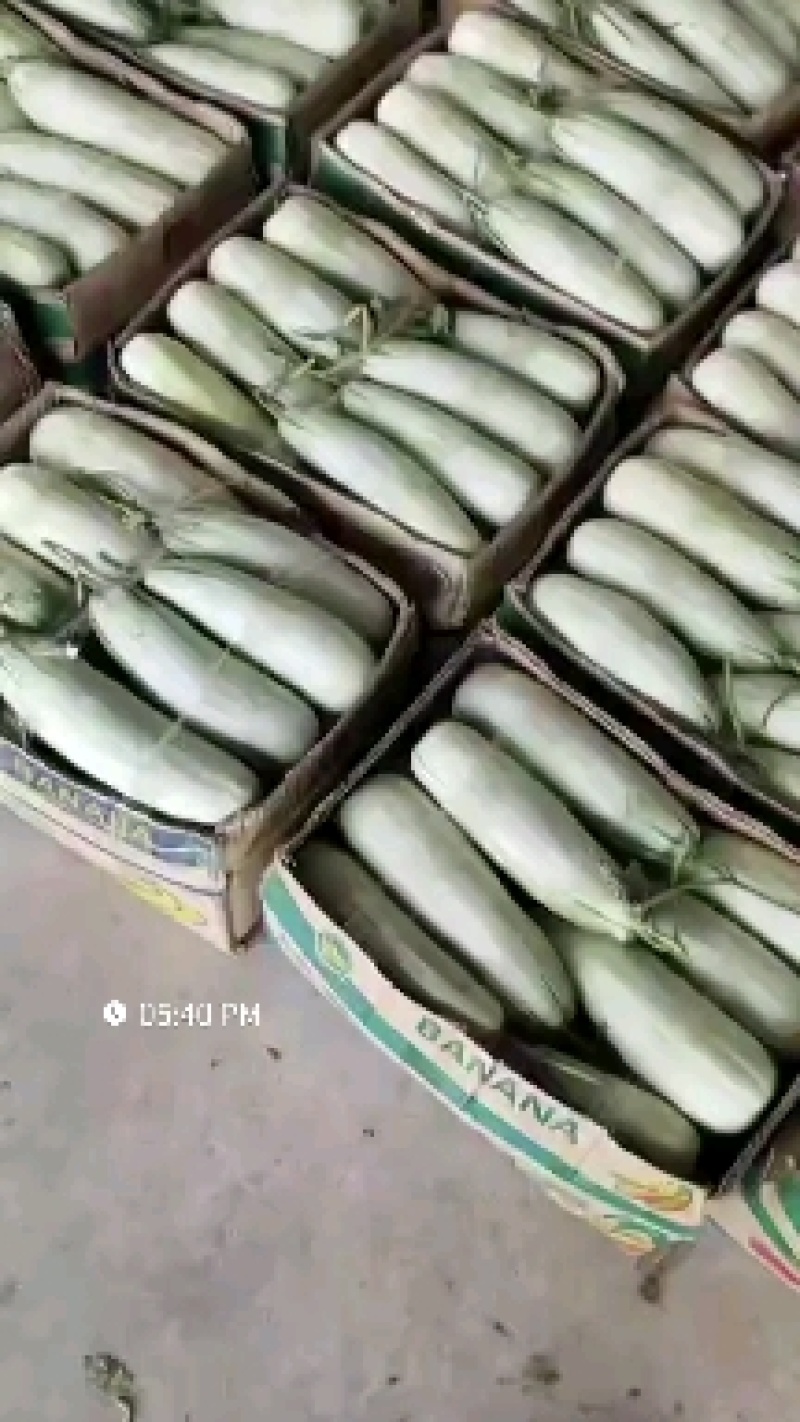 博洋甜瓜博洋61产地直发大量有货质量口感好品种齐全