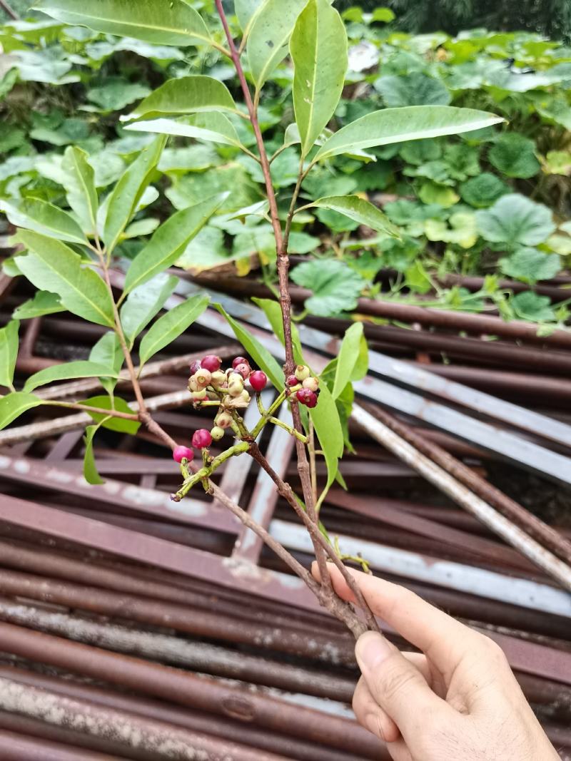 肖蒲挑