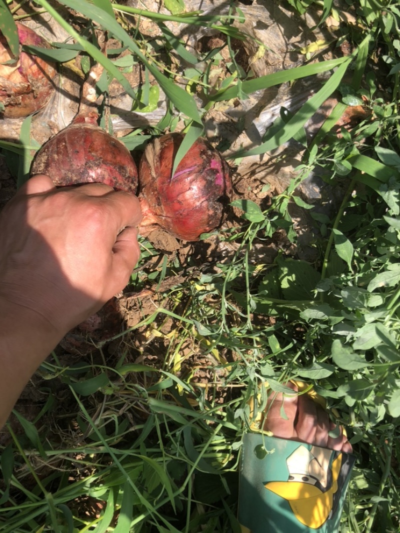 洋葱大量有货，鲜货，地里，需要的联系