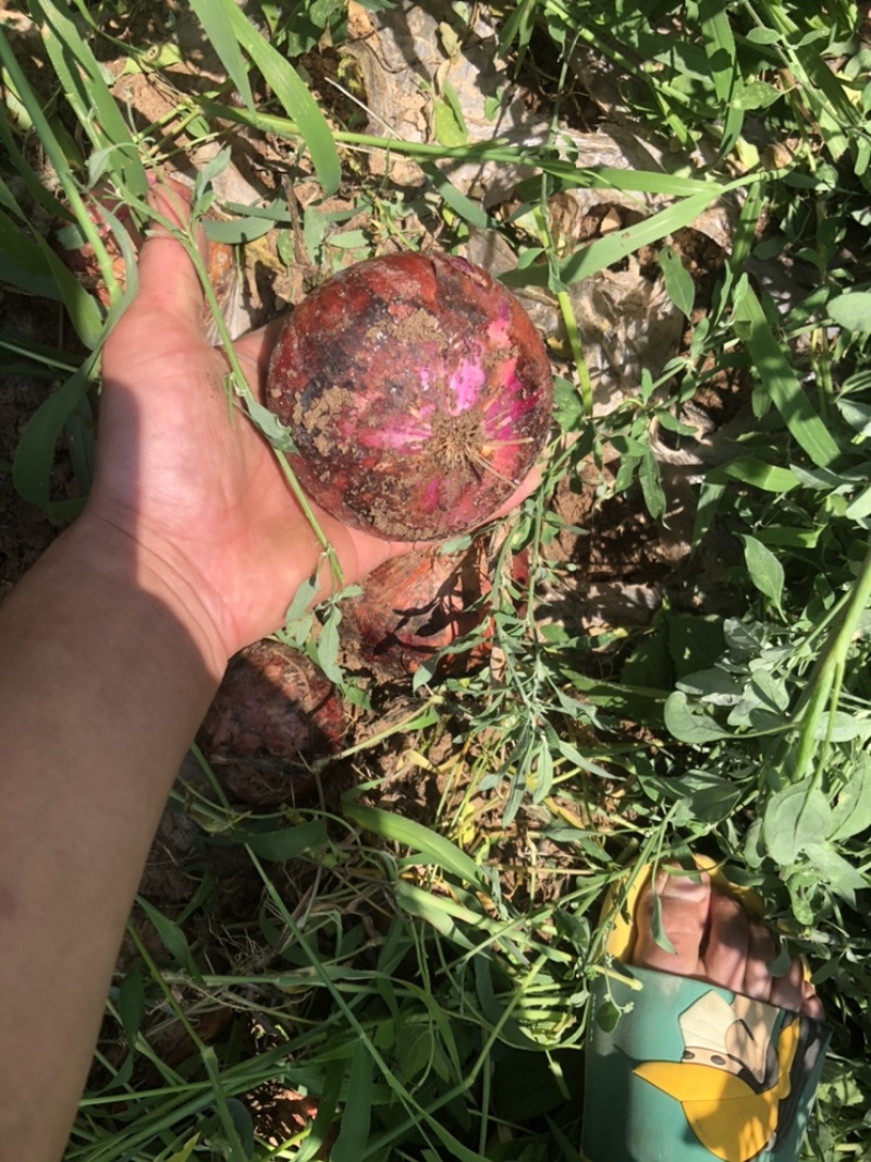 洋葱大量有货，鲜货，地里，需要的联系