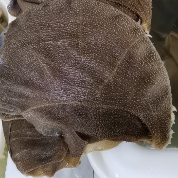 水牛大叶片