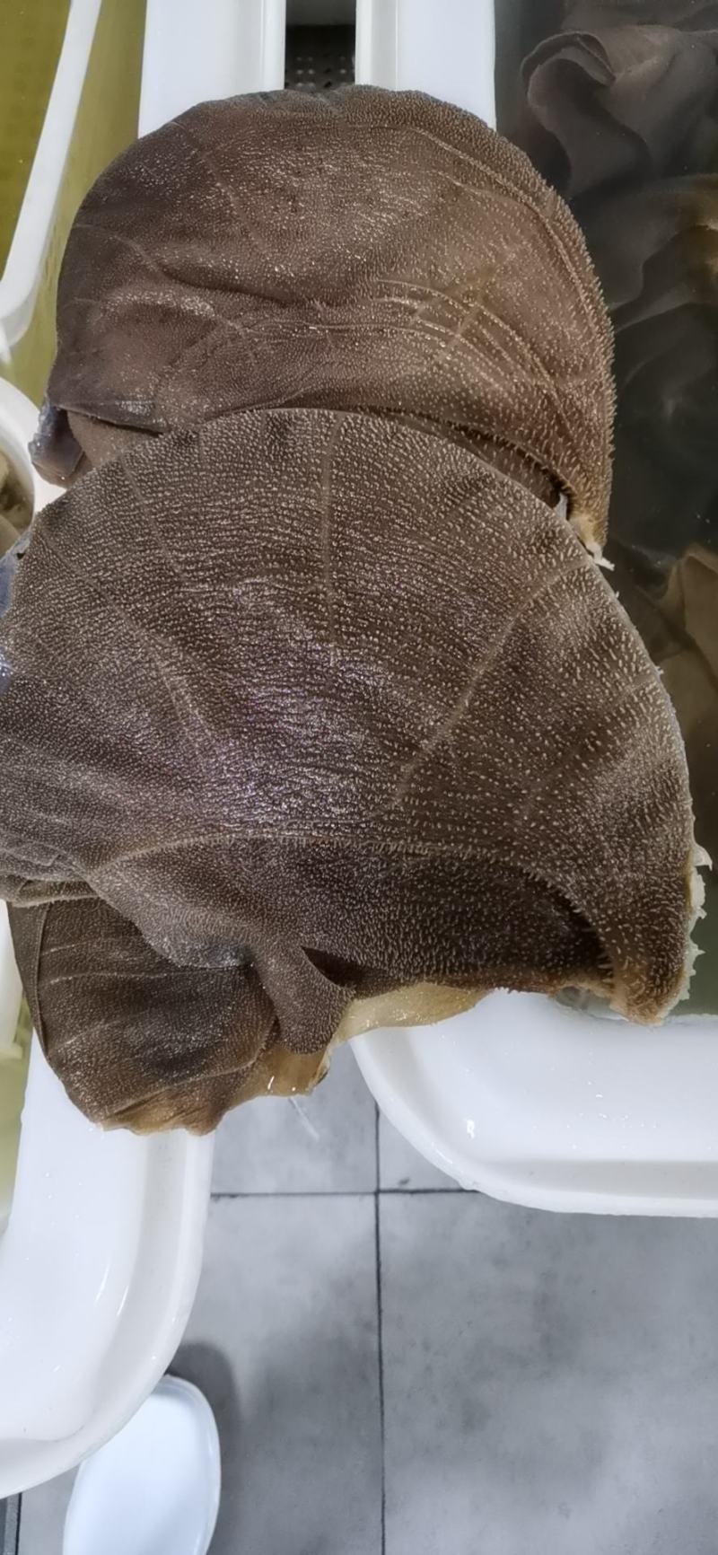 水牛大叶片