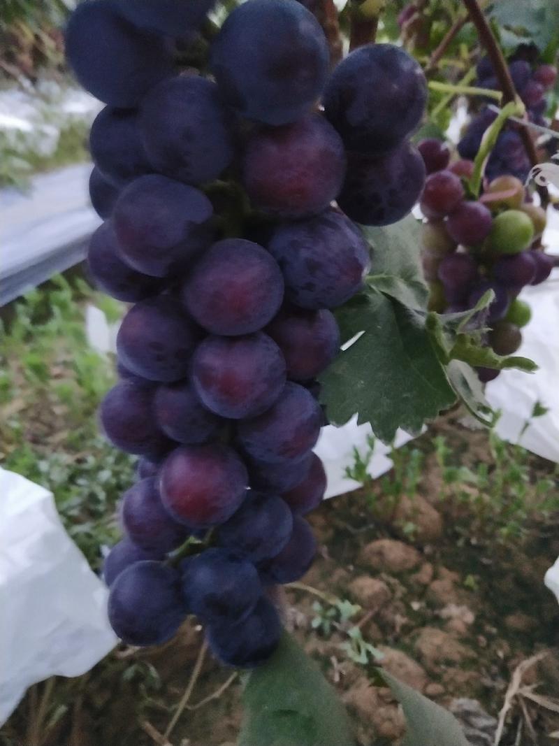 京亚葡萄