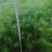 优质杉树苗速生杉木苗基地直发造林绿化园林工程批发