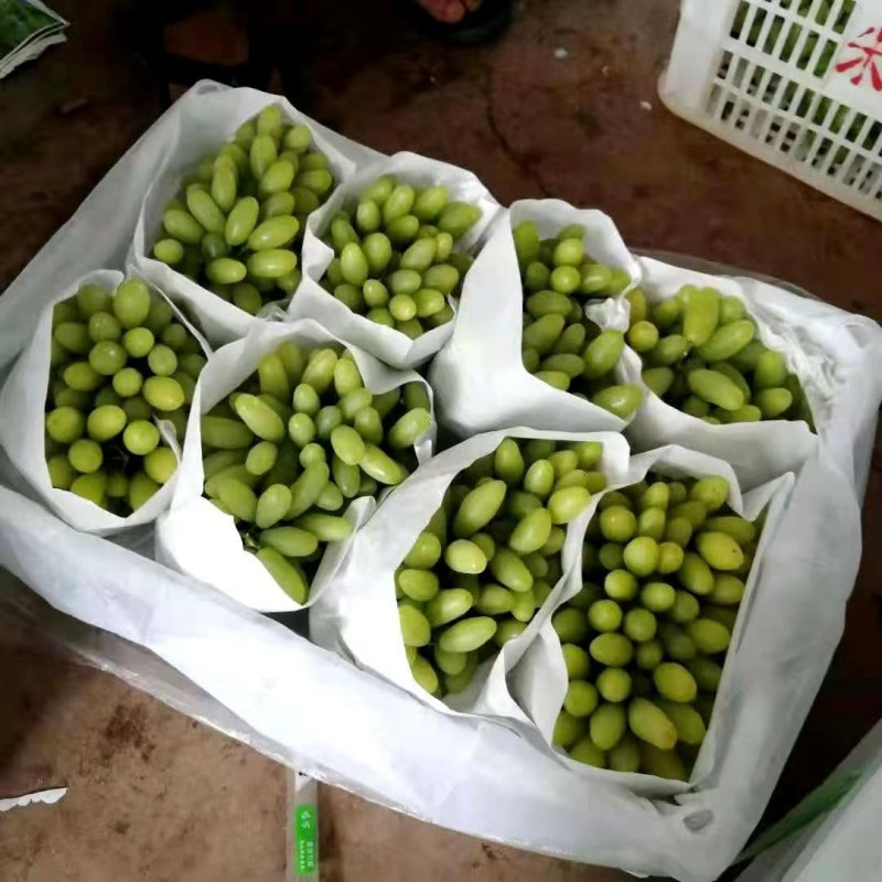 （青提）维多利亚葡萄大量上市，甜度高，肉厚多汁，货源充足