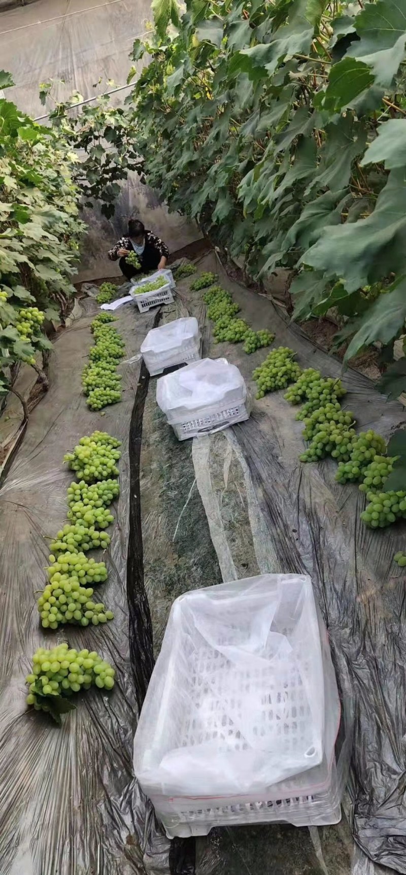 （青提）维多利亚葡萄大量上市，甜度高，肉厚多汁，货源充足