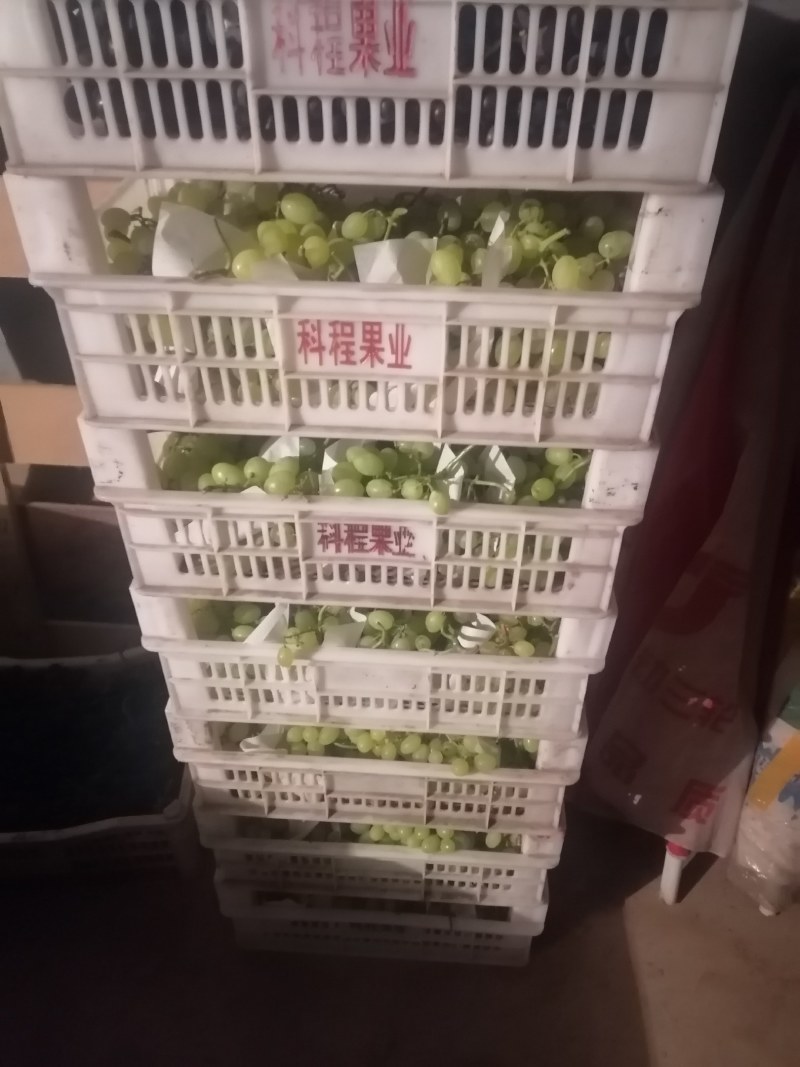 （青提）维多利亚葡萄大量上市，甜度高，肉厚多汁，货源充足