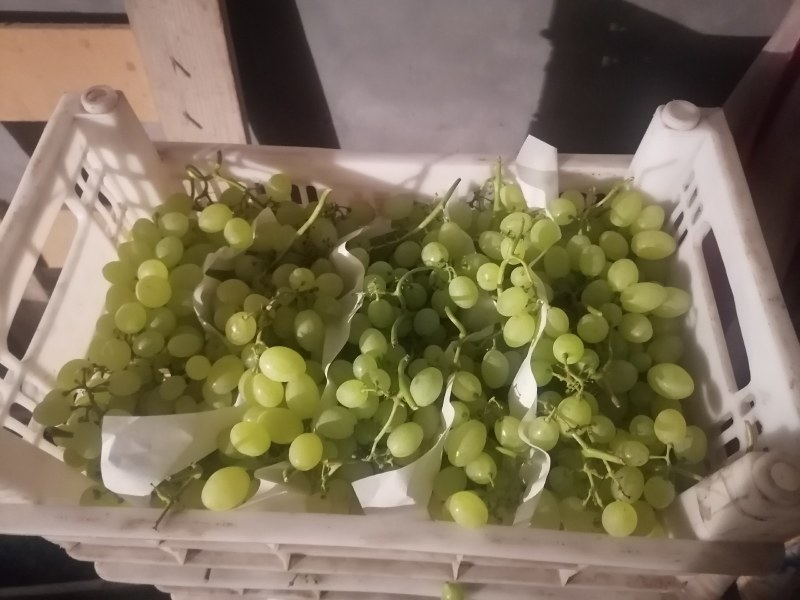 （青提）维多利亚葡萄大量上市，甜度高，肉厚多汁，货源充足