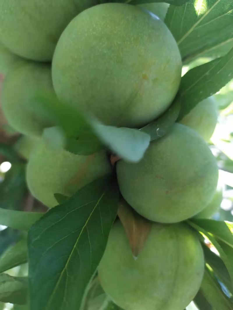 茂县青脆李大量上市中如有老板需要的请联系我