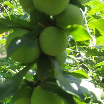 茂县青脆李大量上市中如有老板需要的请联系我
