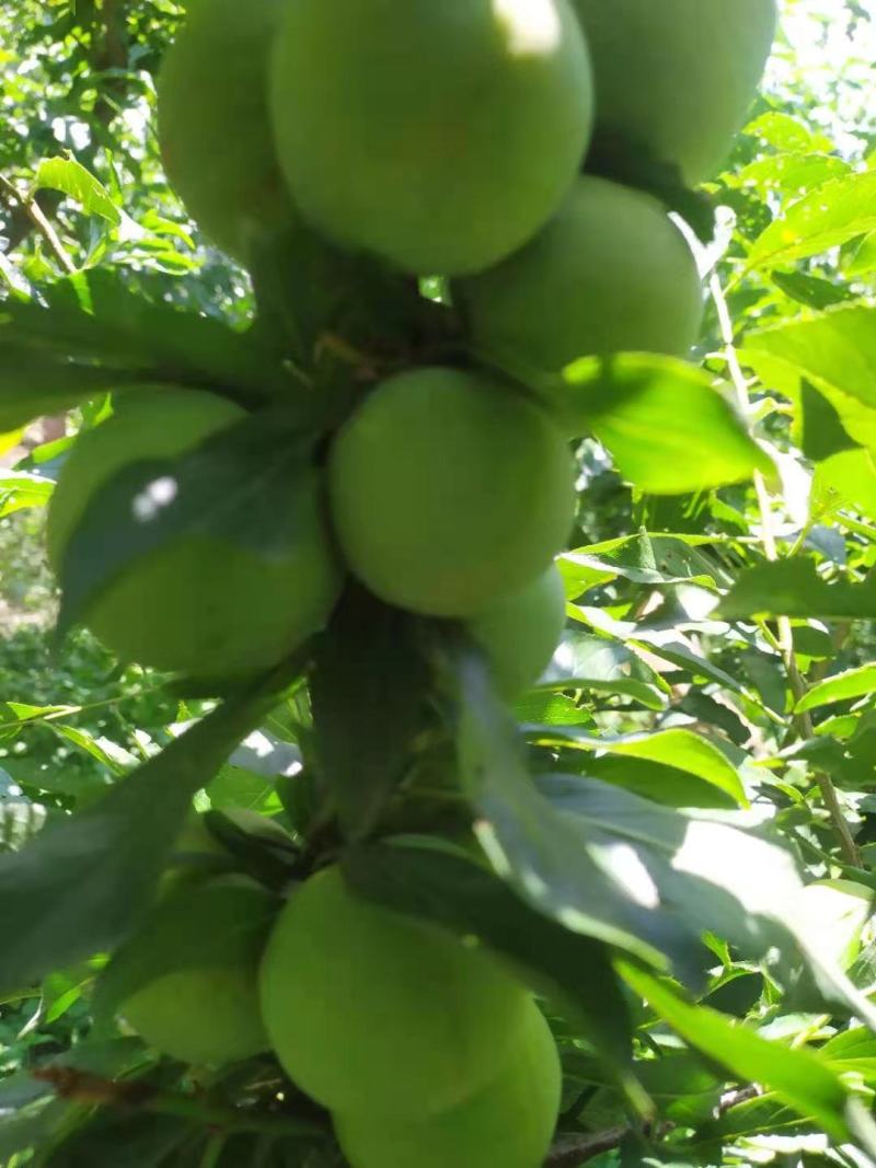 茂县青脆李大量上市中如有老板需要的请联系我