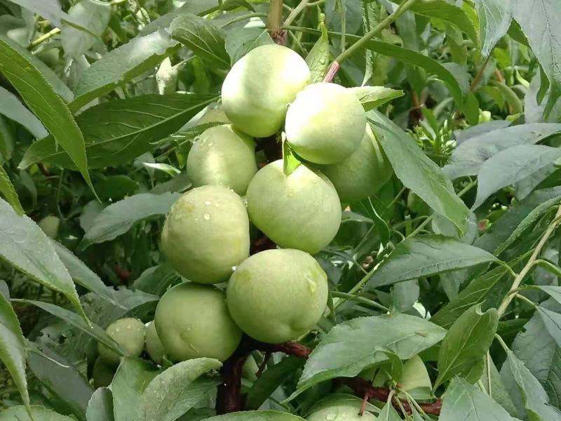 茂县青脆李大量上市中如有老板需要的请联系我