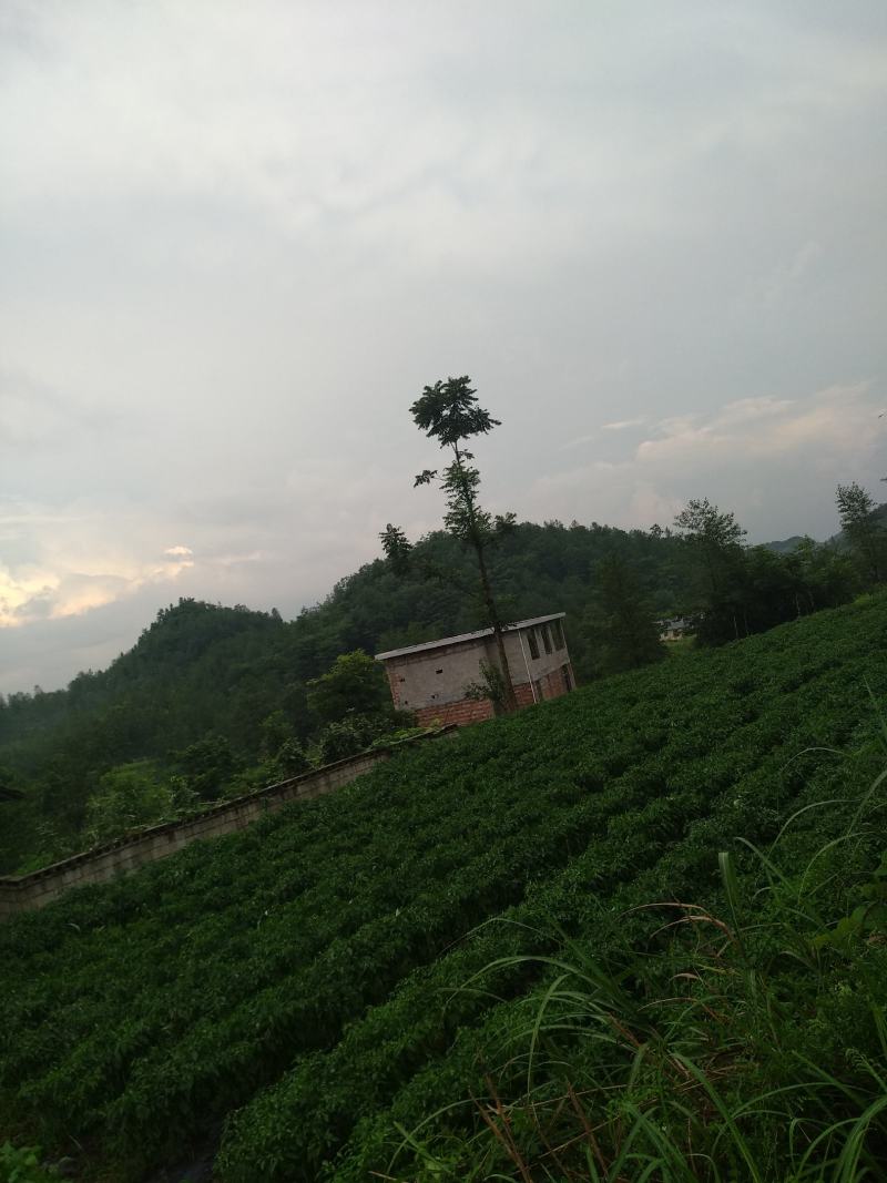 大量螺丝椒