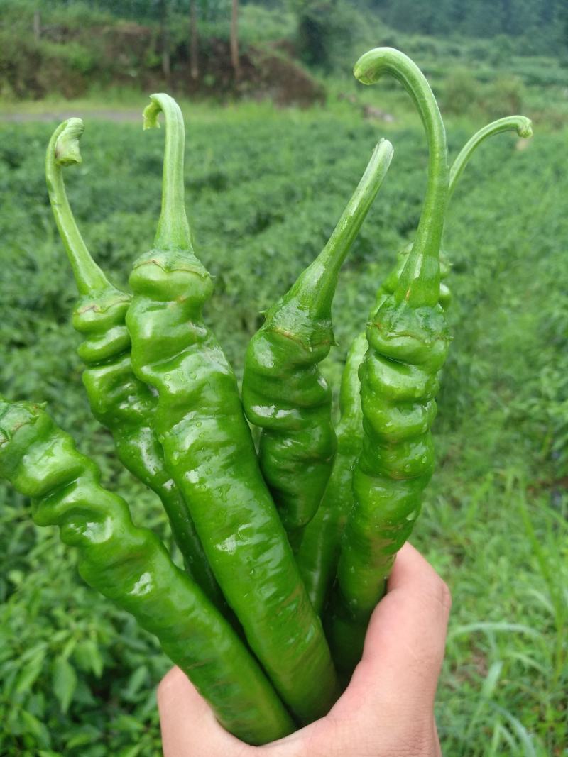 大量螺丝椒