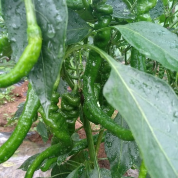 大量螺丝椒