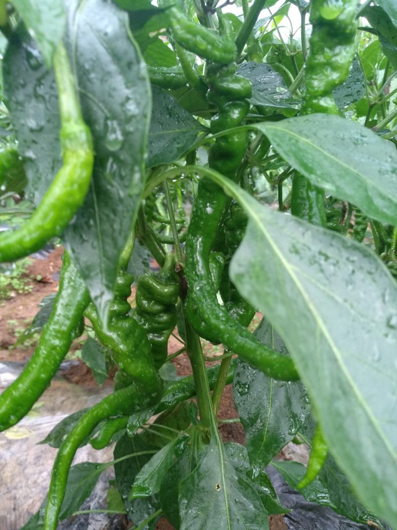 大量螺丝椒