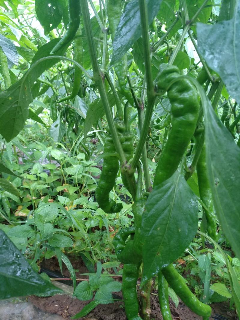 大量螺丝椒