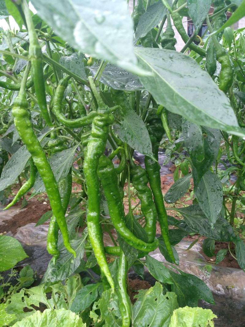 大量螺丝椒