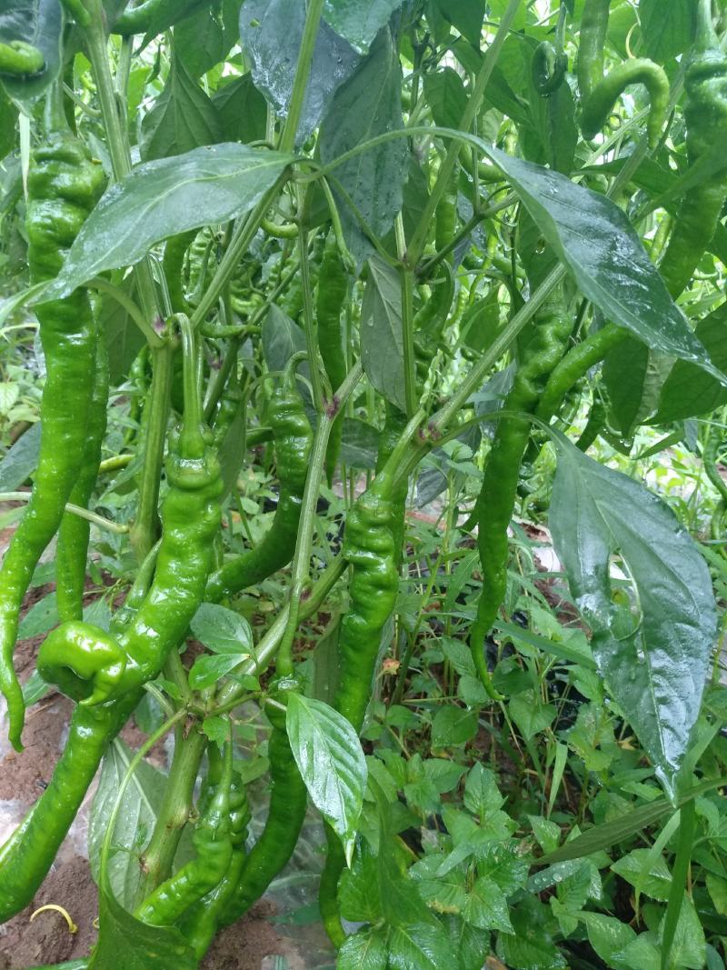 大量螺丝椒