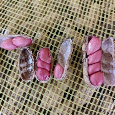 精品四粒红鲜花生