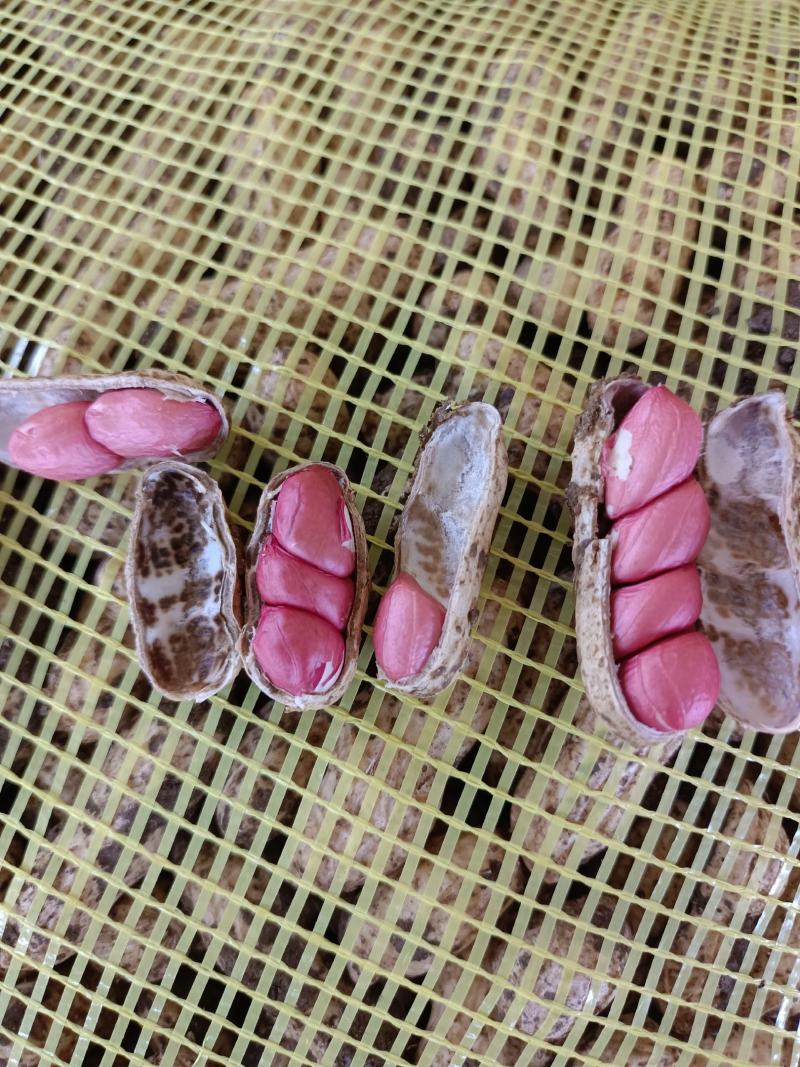 精品四粒红鲜花生