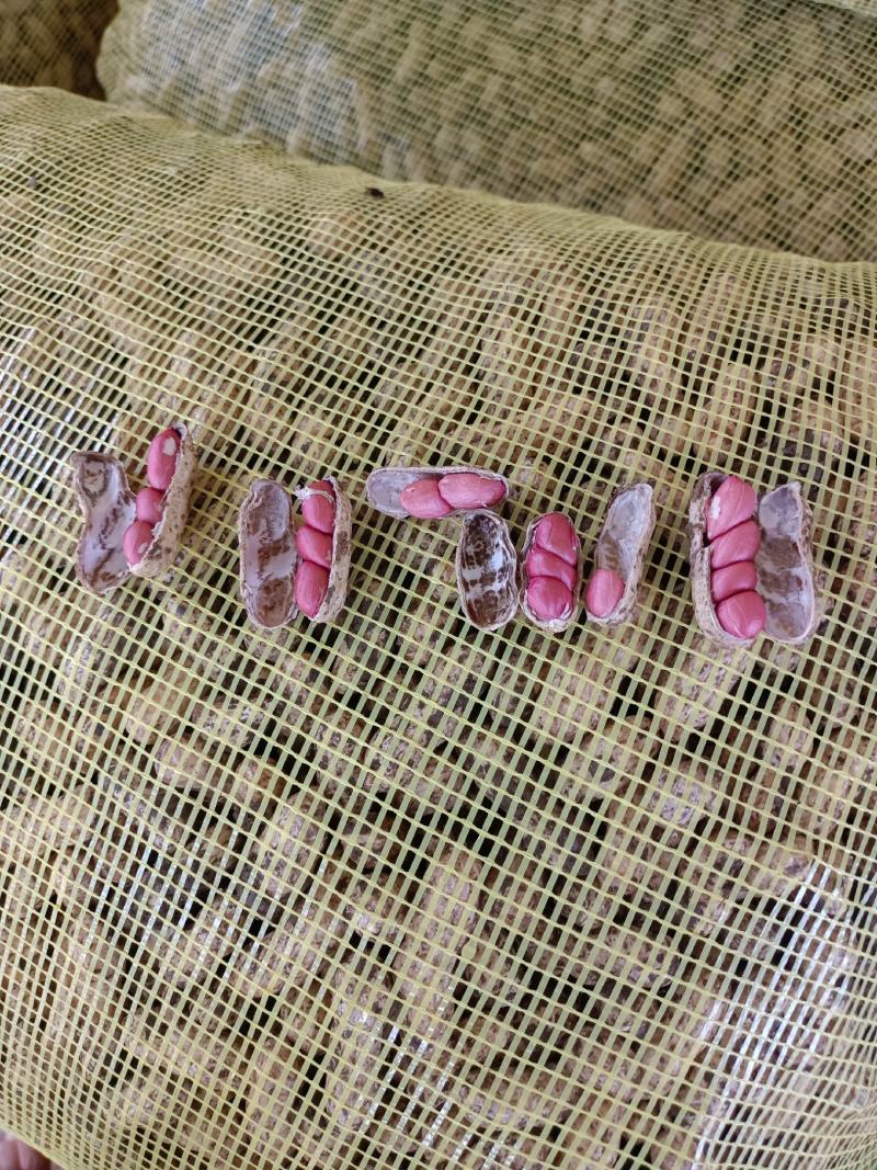 精品四粒红鲜花生