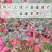 【凉山盐源苹果】当季水果新鲜脆甜多汁新鲜甜蜜爽口批发糖心
