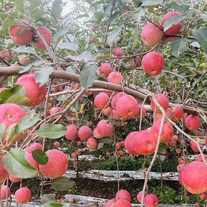 【凉山盐源苹果】当季水果新鲜脆甜多汁新鲜甜蜜爽口批发糖心