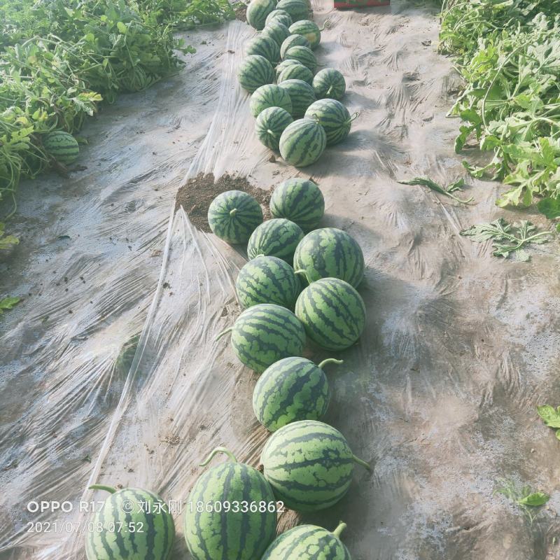 美都西瓜甘肃庆阳，宁县西峰大棚优质产区