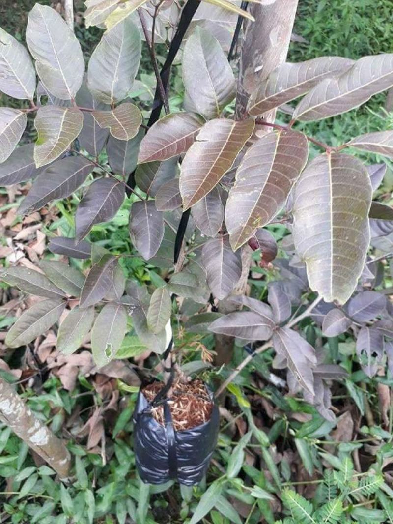 泰国红皮龙眼树苗四季龙眼树苗嫁接苗带叶子带泥发货