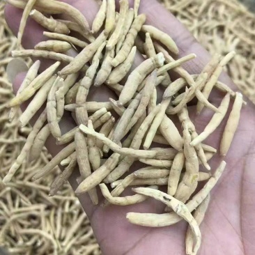 太子参干货大量批发需要的老板联系