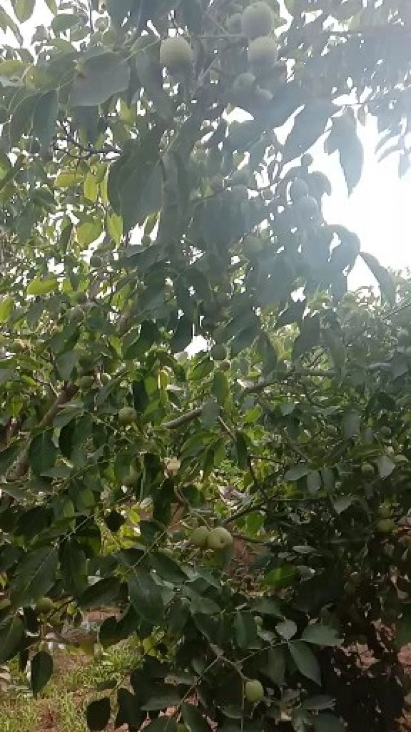 赞皇县青皮核桃以大量上市，个大皮薄，有需要的老板找我联系