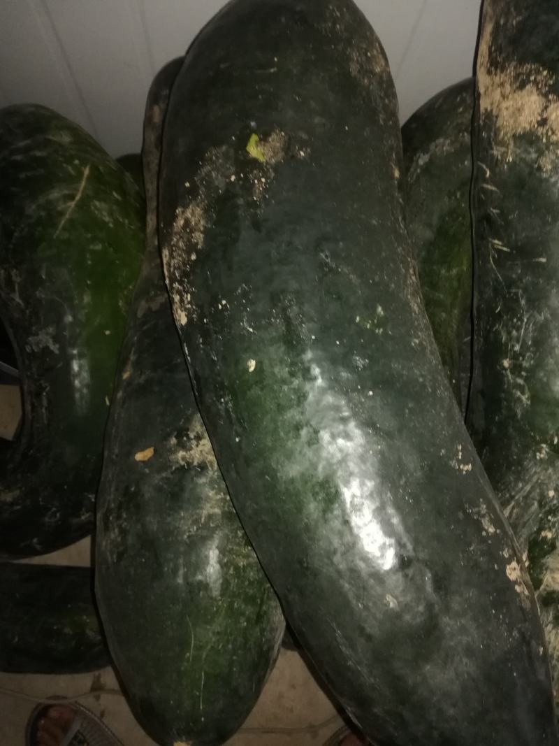 黑皮地冬瓜