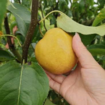 圆黄梨