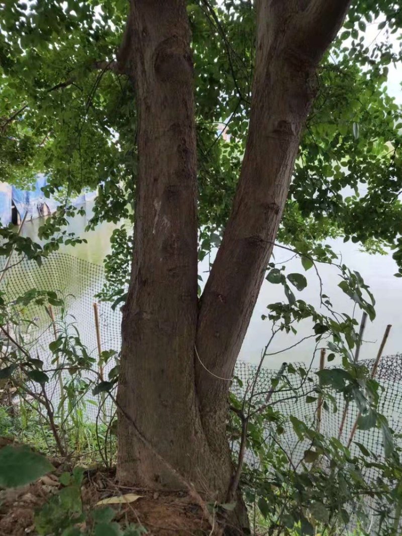相思树
