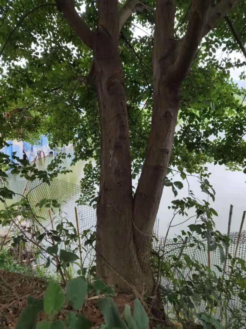 相思树