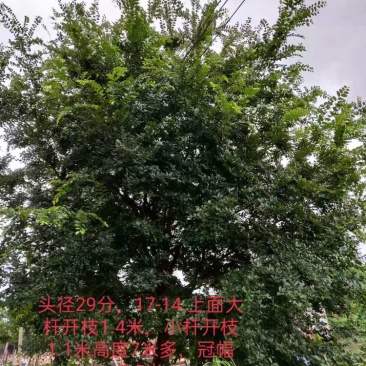 相思树