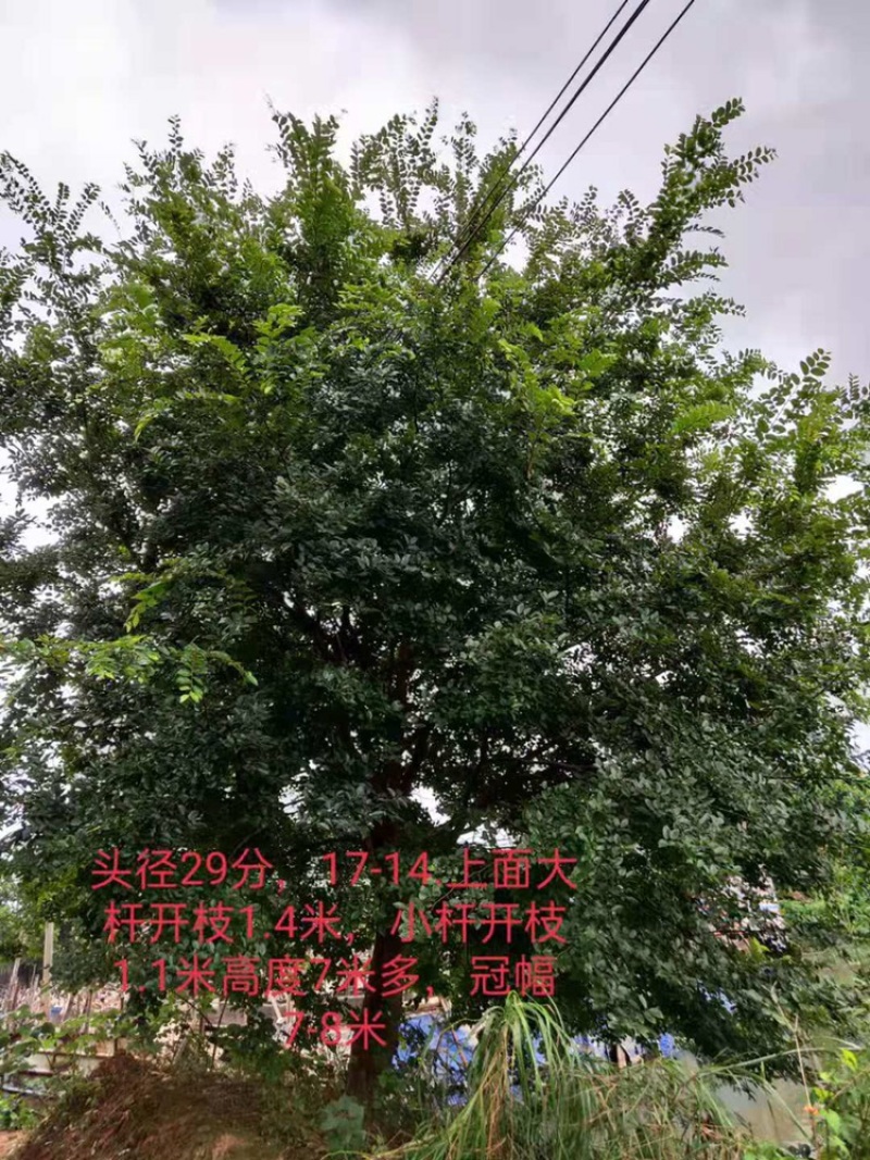 相思树