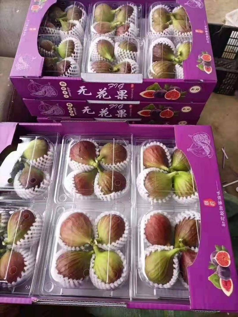 昆明基地常年大量批发新鲜无花果各种包装齐全欢迎洽谈！