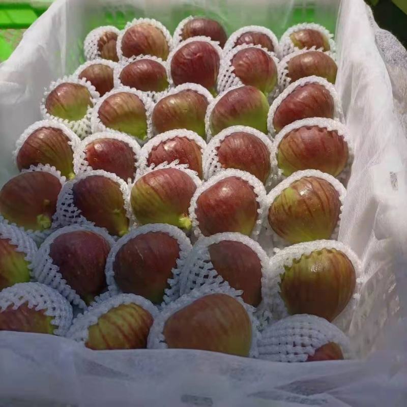 昆明基地常年大量批发新鲜无花果各种包装齐全欢迎洽谈！