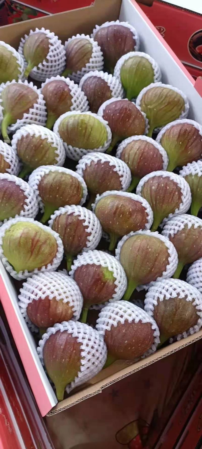 昆明基地常年大量批发新鲜无花果各种包装齐全欢迎洽谈！