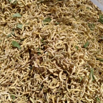 青货金银花，沂蒙山山区里的优质金银花，批发零售，产地直发