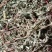 贵州2023年野生仙鹤草，大货色青全草带根，大货批发